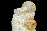 Impressive Cluster Of Ammonites, Gastropods, Belemnites #173179-9